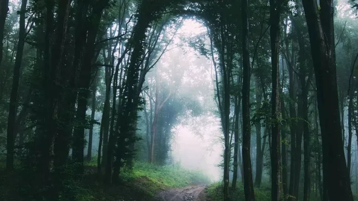 A tunnel of dark trees leading to white light.